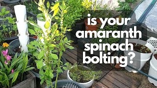 AMARANTH SPINACH BOLTING | What it looks like and what to do with it