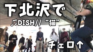 突然プロがDISH//“猫”を弾いたら人がどんどん集まって路上が大変なことに…!?【ストリートチェロ】