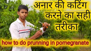 अनार की कटिंग करने का सबसे आसान तरीका!!!!!!!  Best method of pruning in pomegranate #pomegranate