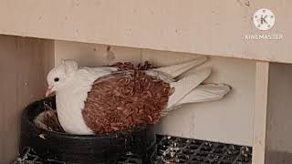 Güvercin Üretimi Bu Yıl Hızlı - Pigeon Breeding Is Fast This Year