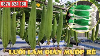 LƯỚI LÀM GIÀN MƯỚP GIÁ NÔNG DÂN, DÀI 100 MÉT, KHÔNG CẦN TRE NỨA