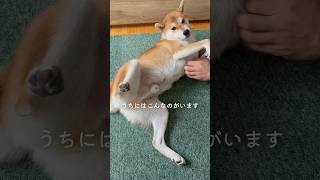 幸せだといいな　#shorts #柴犬のいる暮らし #dog #doglover #shibainu #犬のいる暮らし #柴犬 #犬 #成犬 #かわいい犬 #pet #PET #犬のいる生活 #愛犬