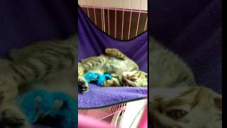 【ネコ】完全に目を開けてピクピクしながら寝る生後２ヶ月の子猫メイメイ ｗ Cat sleeping with eyes open!