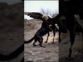 mighty eagle confronts the dog mrwildtracks animaltracks animals viralshort