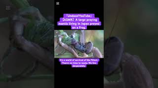 【ASMR】A large praying mantis living in Japan preyed on a frog. #love #mukbang #eating #god #insects