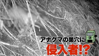 アナグマの巣穴の中からまさかの動物が.......【トレイルカメラ】