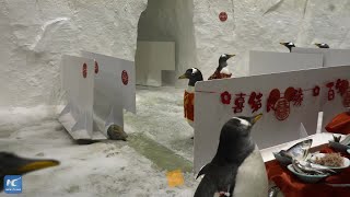 NE China ocean park holds penguin weddings