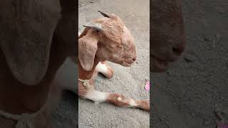 This Jamunapari Female Cross Breed Goat Is Going Viral#shorts #youtubeshorts