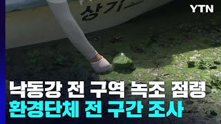 낙동강 하류까지 녹조 점령...환경단체 전 구간 조사 착수 / YTN