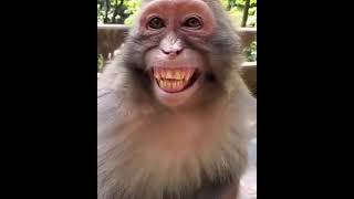 हंसने वाला बंदर //popular laughing monkey / VS sachin YT /#VSsachinYT