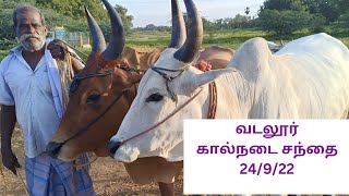 வடலூர் கால்நடை சந்தை 24/9/22