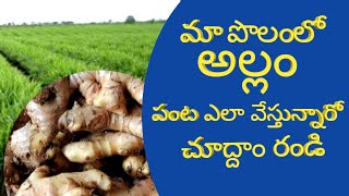 మాపొలంలో అల్లం పంట  ఎలావేస్తున్నారో చూద్దాం in myagriculture land howtheir planted Ginger Let us see