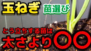 【玉ねぎ】100%知らないとう立ちしない苗の選び方について解説！