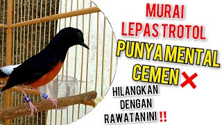 CARA MELATIH MENTAL BURUNG MURAI BATU LEPAS TROTOL✔️AGAR BERANI