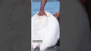 ചൂണ്ടയിൽ കുടുങ്ങിയ തെരണ്ടി #fishingvideo#shorts#