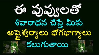 ఈ పువ్వులతో శివారాధన చేస్తే మీకు అష్టైశ్వర్యాలు భోగభాగ్యాలు కలుగుతాయి