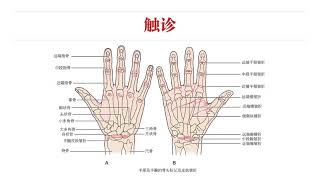 【骨科物理治疗评估】07前臂腕手｜神经损伤＋关节内活动＋触诊