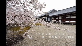 奈良県　奈良市　椿と涅槃桜咲く元興寺　写真紀行　2022