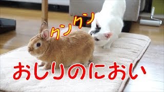 【ウサギと猫】うさぎが気になる猫たち Rabbit and cat