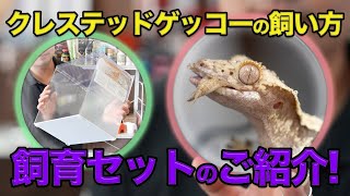 【クレステッドゲッコーの飼育方法解説！】爬虫類倶楽部オリジナルのアクリルケースと飼育セットご紹介！