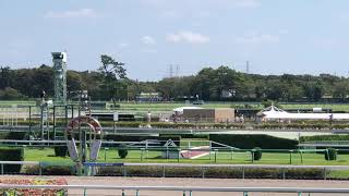 キャンディフロス メイクデビュー中山 新馬戦 中山競馬場