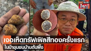 เจอเห็ดทรัฟเฟิลสีทองครั้งแรกในป่าชุมชนบ้านต้นผึ้ง | TNN ประเด็นใหญ่ 18-07-2565