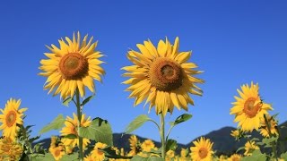 Sunflower,  遅咲きのヒマワリ (4K)　土佐市出間　高知県