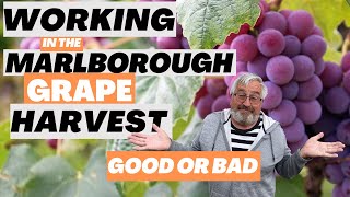 Working in the Marlborough Grape Harvest. Good or Bad