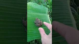 Funny catching for fun | funny frog #shorts #frog #froggy #toad #animals #funny #catching