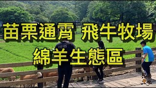 苗栗通霄 飛牛牧場｜綿羊生態區｜餵羊體驗