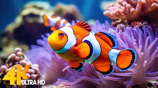 Aquarium 4K VIDEO (ULTRA HD) 🐠 Beautiful Coral Reef Fish - Relaxing Sleep Meditation Music #67