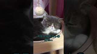 【エキゾチックショートヘア】こちらが生派の猫です… #exoticshorthair #猫 #cat