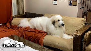 シャンプーをして白いライオンのようになったアランです　Great Pyrenees　グレートピレニーズ