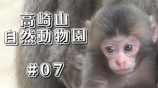 [#07] 高崎山 5月生まれの赤ちゃん達 (前編)