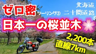 ゼロ密ツーリング③日本一の桜並木2020