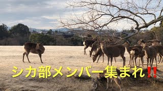 シカ部メンバー集まれ‼️奈良公園飛火野エリアの朝景。