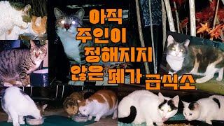 아직 주인이 정해지지 않은 폐가급식소 왜 영역을 정해야 하는지??