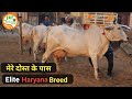 👍5 Star Haryana Breed👍कभी रखते थे HF गायें व भैंसे, आज रखते हैं केवल #देशी #गौमाता👍Vijay 9992040503