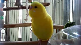 レアなルチノーセキセイインコのオス♂をじっくり観察（１歳４～５ヶ月）－カゴの中の様子（３０９）