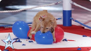 Mitch & Cally The Wonderdog have a pop at the world record | Britain's Got Talent 2015