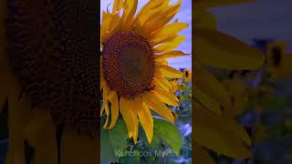 gundlupet sunflower show