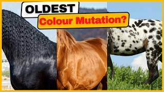 When did horses get their COLOURS? The hidden history behind every coat pattern