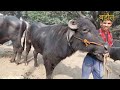 बुग्गी वाले झोटे कटिया पाडिया की पैठ बड़ौत मंडी badot pashu mandi murra bull jhota race race