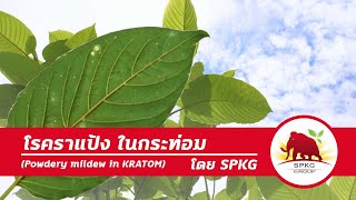 โรคราแป้งในกระท่อม (Powdery mildew in Kratom)