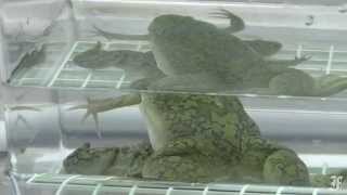 Fort Detrick Research Frogs