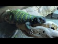 adult male ornate uromastyx u. ornata