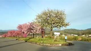 天竜峡桜街道