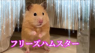 フリーズしたモフモフハムスター🐹