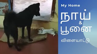 Dog \u0026 Cat friendship funny video # நாய் பூனை நண்பர்கள் விளையாட்டு