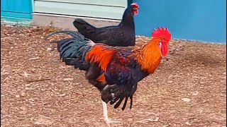 How do chickens react to beautiful roosters?